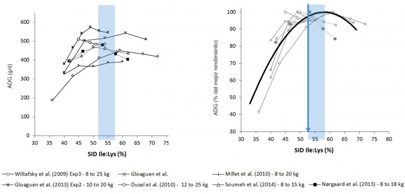 图1：考虑不同的异亮氨酸/赖氨酸比率，不同研究的仔猪生长结果。增长以绝对值或最佳性能的百分比表示。资料来源：味之素动物营养