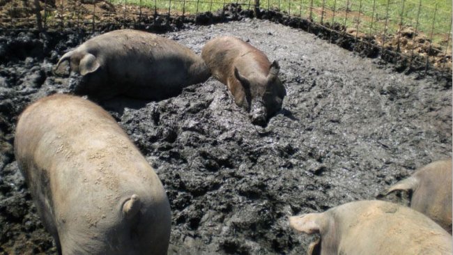 图1.伊比利亚猪在户外躺在自己制造的潮湿区域。