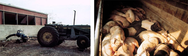 图4：搅拌或泵送时要小心。工人们在这次事故中幸免于难，但是猪却死了。
