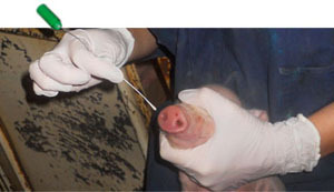 Collection of nasal swabs from piglets shortly after birth