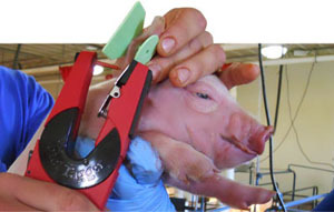 Ear tagging of piglets prior to sample collection