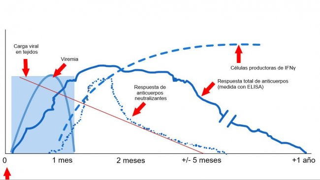 图1:PRRS病毒感染的母猪的免疫反应（López和Osorio，2004）。