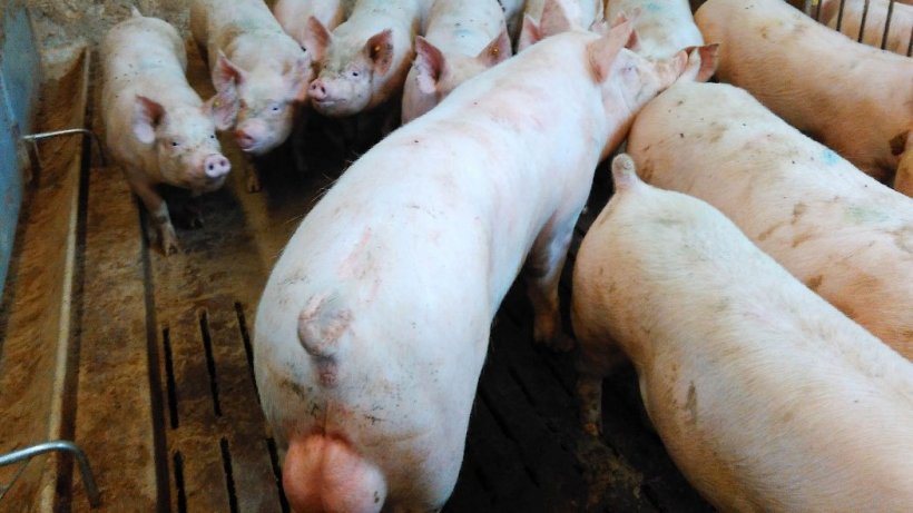 建议后备母猪直接与公猪接触。这样做增加了后备母猪在公猪暴露的前3周进入发情期的比例。
