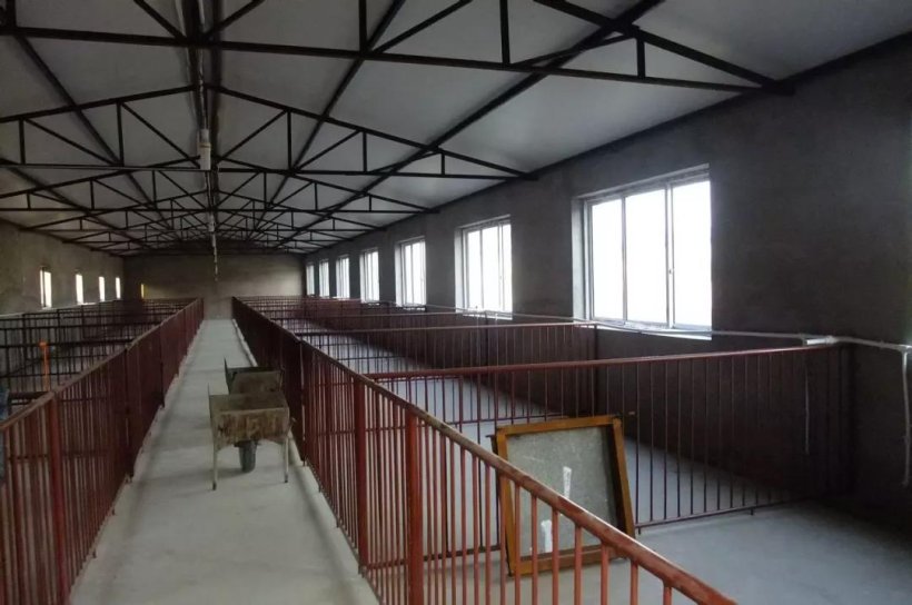 养猪新政来了养50头猪竟有如此多的补贴