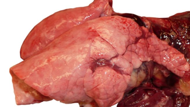 图1:生长猪流感感染引起的病毒性肺炎。