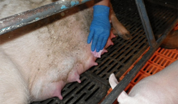 图片2.收集泌乳母猪乳房皮肤拭子，以检测种猪群的流感水平。