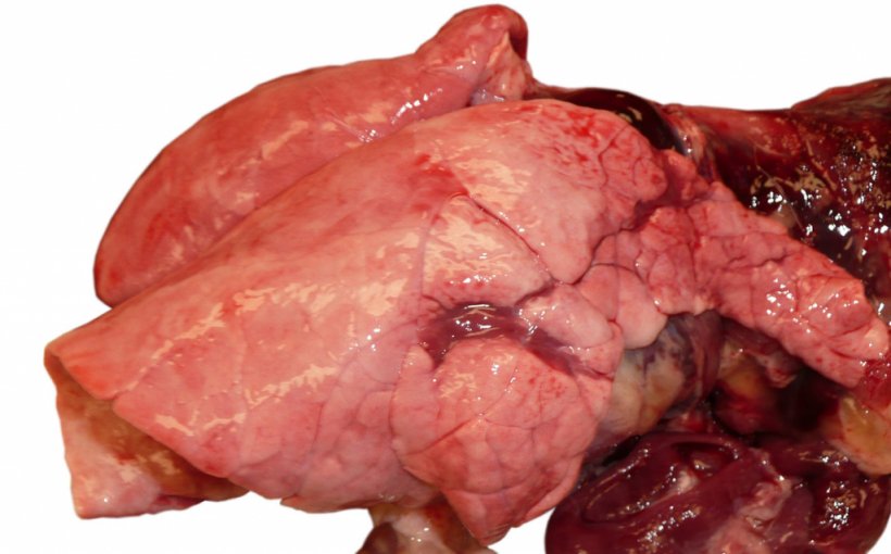 图1：生长猪流感感染引起的病毒性肺炎。