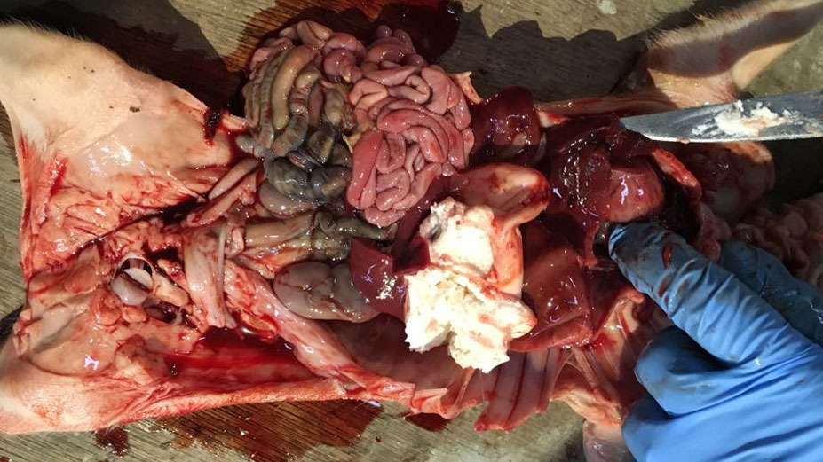 <p>Figure 2. Four-day-old piglet with haemoperitoneum & haemothorax with full stomach.</p>