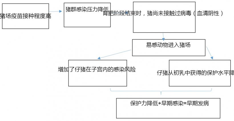 图1：常规疫苗接种情况下PCV2感染流行病学的发展
