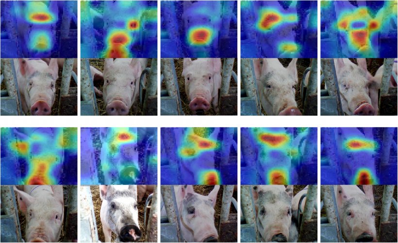 猪脸识别技术。来源：Hansen等人，2018