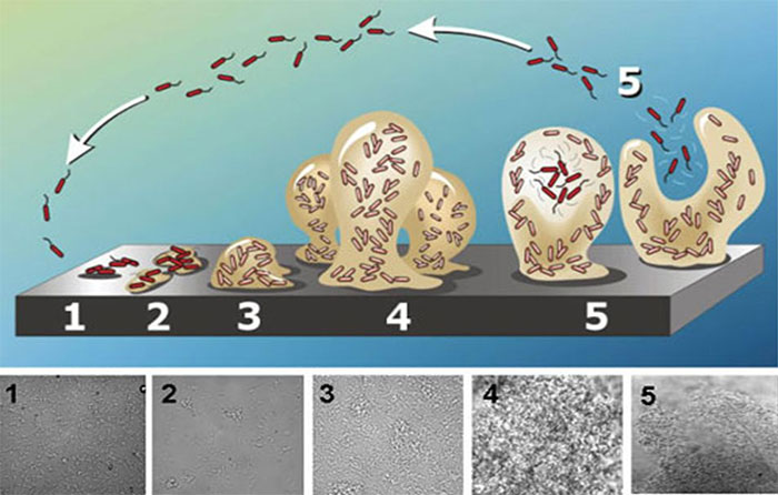 照片1: 生物膜形成示意图。从细菌附着到表面，到由多糖形成的生物膜的形成。分离前呈“蘑菇”状。资料来源：Abraham Adu-Gyamfi