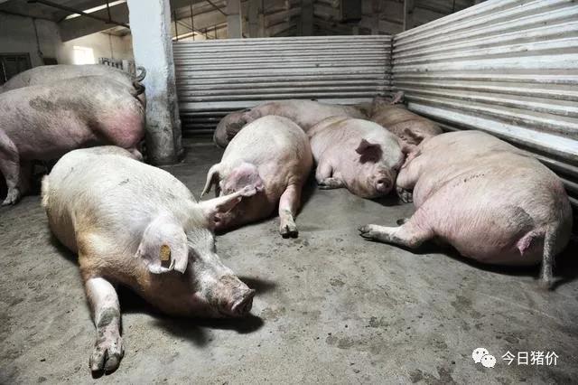 有关猪价的"坏"消息!难道今年养猪会亏钱?