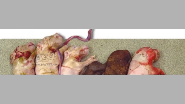 通过实验室人工授精法感染PCV2的母猪产下的一窝仔猪。此窝产仔数很少且出现两个木乃伊胎。
