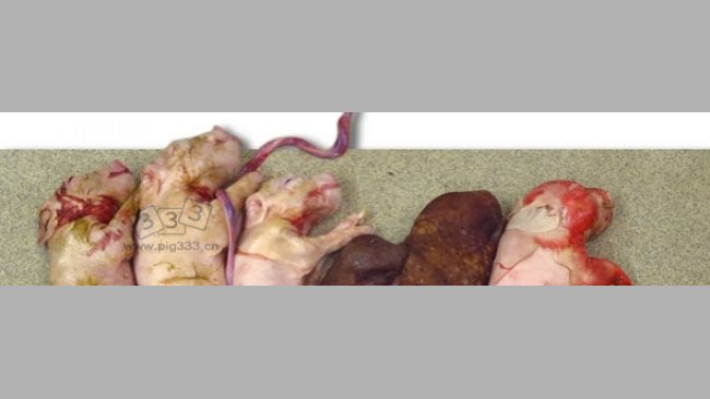 通过实验室人工授精法感染PCV2的母猪产下的一窝仔猪。此窝产仔数很少且出现两个木乃伊胎。