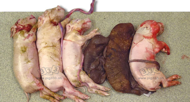 通过实验室人工授精法感染PCV2的母猪产下的一窝仔猪。此窝产仔数很少且出现两个木乃伊胎。