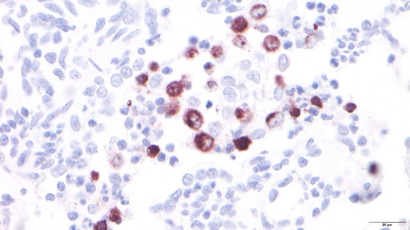 图3：PRRSV感染的肺泡巨噬细胞。
