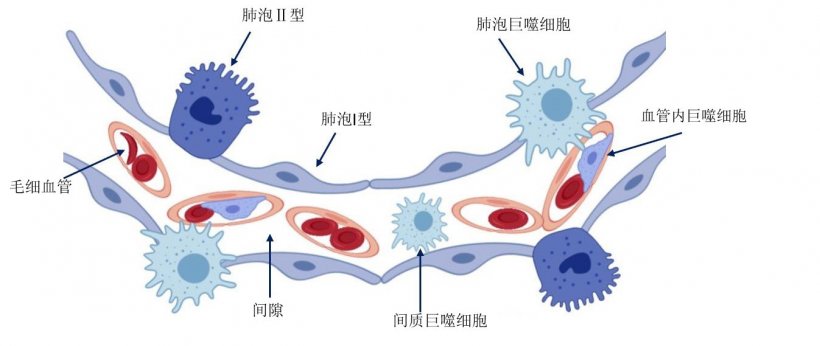 图2：肺泡壁图示。

