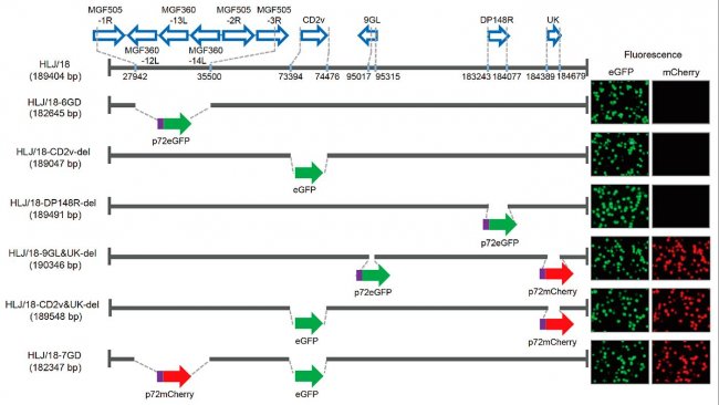 图1。不同基因缺失的非洲猪瘟病毒（ASFVs）的产生及毒力评估。每个基因缺失的ASFV中缺失的基因和区域的示意图。如图所示，用p72eGFP，eGFP或p72mCherry报告基因盒替换缺失的基因区段。图右侧显示了表达不同荧光的病毒感染的猪肺泡巨噬细胞。核苷酸位置表明了与ASFV HLJ/18基因组相关的缺失边界。