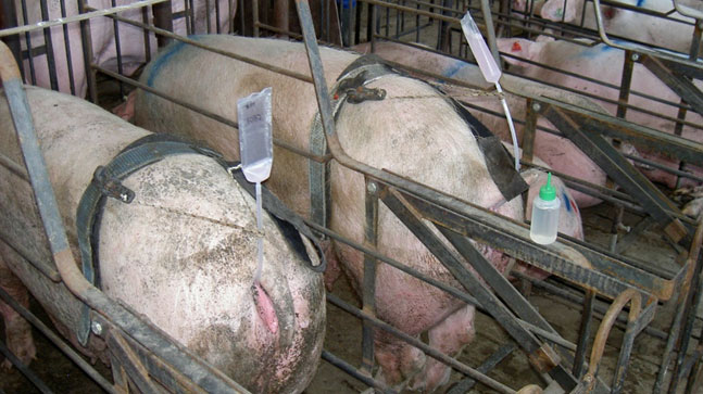 照片1。免手持授精系统使工人可以同时控制几头母猪的授精，因此减少了授精所需的时间。但是，如果导管是硬性的，则存在导管脱落的风险。