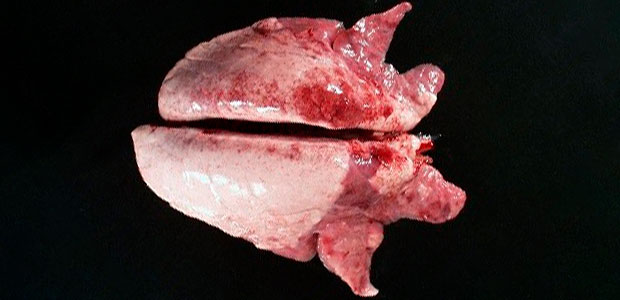 图2：猪肺炎支原体可导致颅腹肺实变。