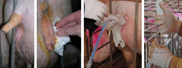 Careful cleaning of the perineum of the recipient sow and insertion of the catheter and the embryos
