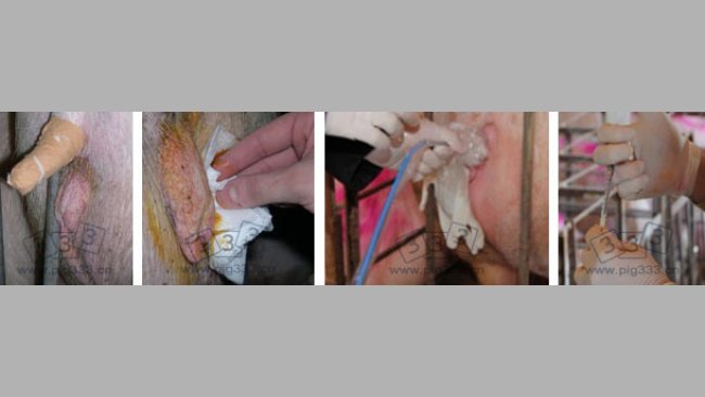 Careful cleaning of the perineum of the recipient sow and insertion of the catheter and the embryos