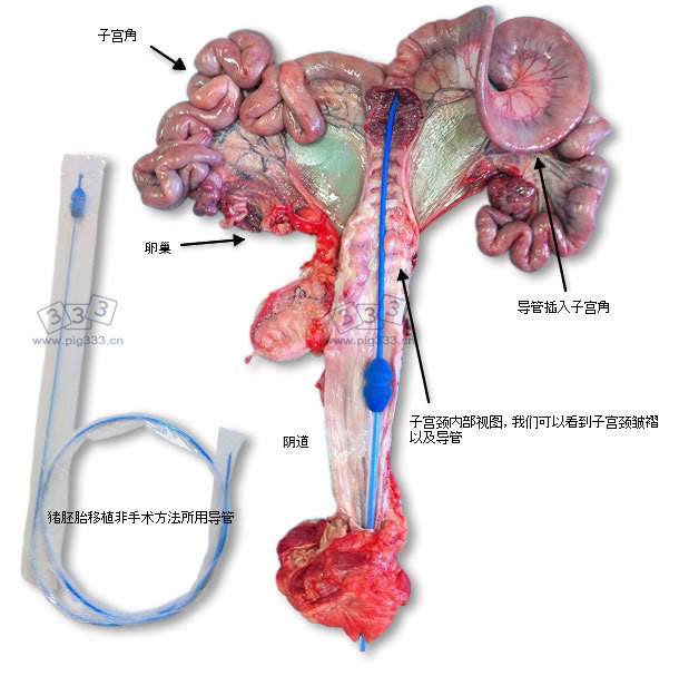 Genital organs of a sow