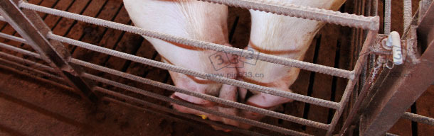 Nose-to-nose contact between pigs