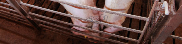 Nose-to-nose contact between pigs