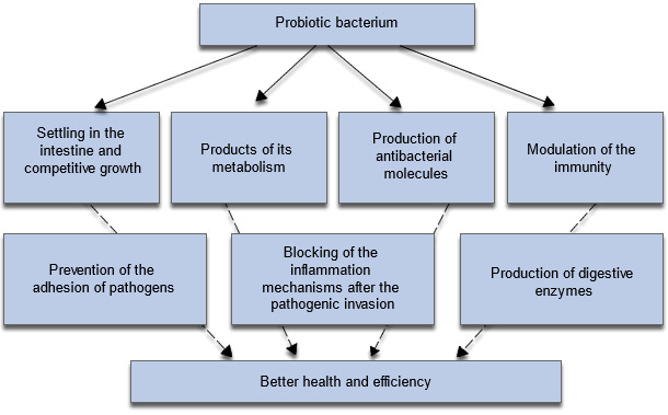 Mechanisms implied in the positive effects of probiotics on the animals' growth and health