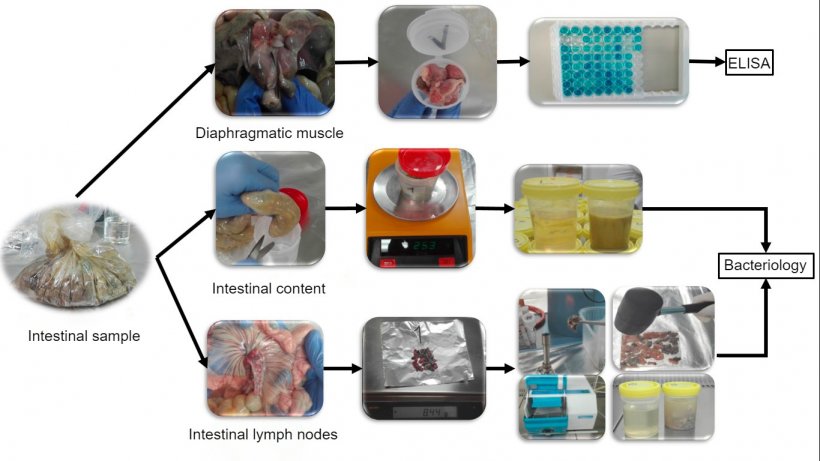 Processing of piglet intestinal samples for&nbsp;Salmonella detection.
