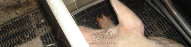 Time delay valves for a maximum consumption of water in the farrowing quarters