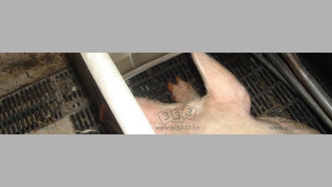 Time delay valves for a maximum consumption of water in the farrowing quarters