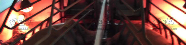 如果加热灯给她们带来不适，母猪通常会背对加热灯