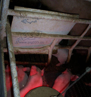铁板可以使母猪免受亮度和温度带来的不适