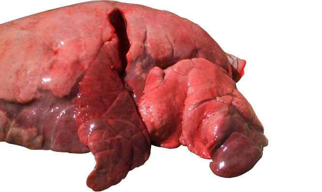 图4:SIV引起的支气管间质性肺炎对颅中叶的影响