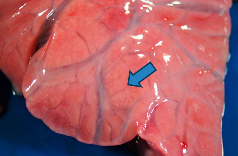 图4：化脓性支气管肺炎：颅腹实变扩大，可见小的黄白色区域（箭头所示）与充满脓性物质的肺泡相对应。也可观察到间质水肿。