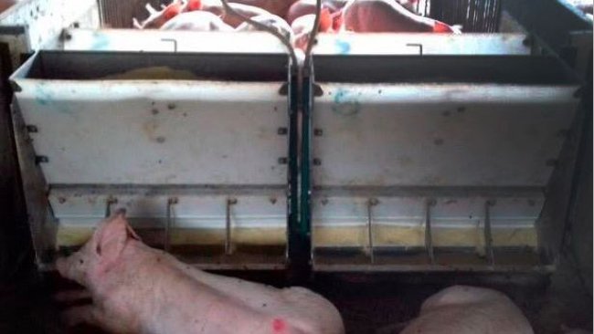 Photo 1. Pigs at a feeder