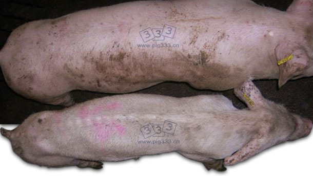 感染PMWS 的猪