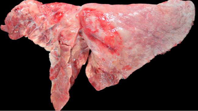 图5：猪肺炎支原体和胸膜肺炎支原体混合感染的猪肺。由猪肺炎支原体感染引起的红褐色的颅腹侧实变区，以及在膈叶上的一个椭圆形病变，伴有胸膜纤维化和出血区域，这对应于胸膜肺炎支原体引起坏死后的慢性期。