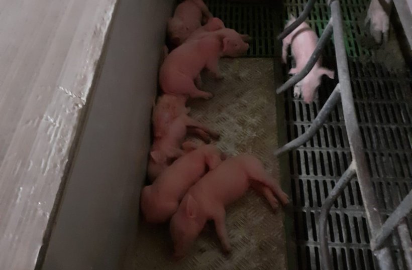 图2：代乳母猪饲养的弱小/生长迟缓仔猪。由Ramaderies Duch提供。
