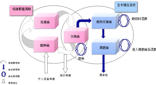 Representation of the pig population dynamic model 