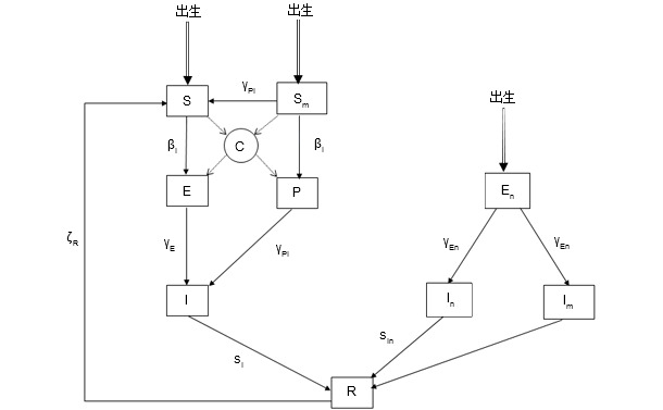 The epidemiological model for PCV-2 infection