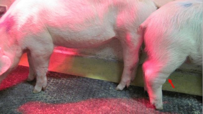 图1:慢性非洲猪瘟。 箭头表示关节肿胀。资料来源:Walczak等人,病原体,2020,9,237