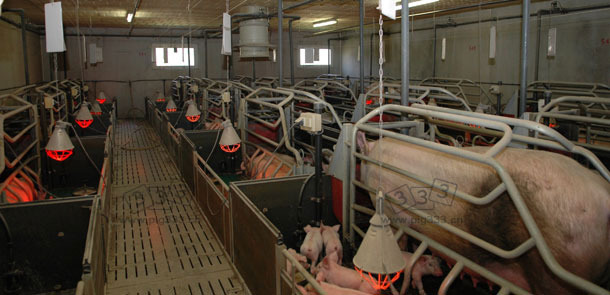 Farrowing rooms