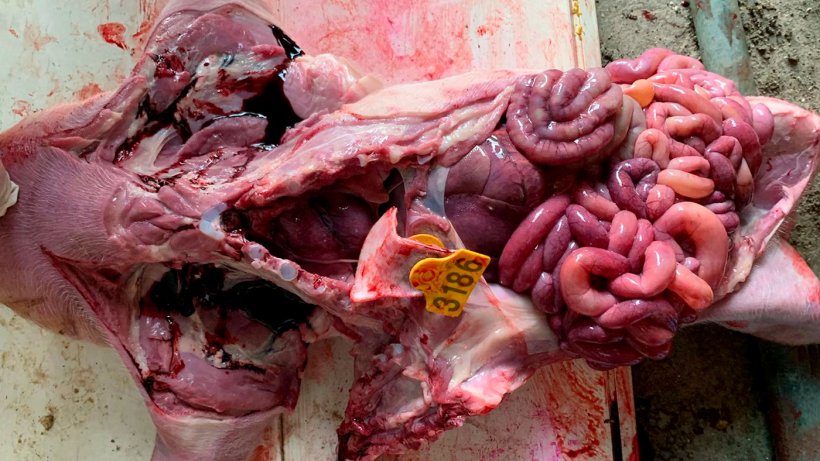 图2：哺乳仔猪的消化道，可见小肠充血，液体呈黄色。这是一例确诊为β溶血性大肠杆菌的病例。