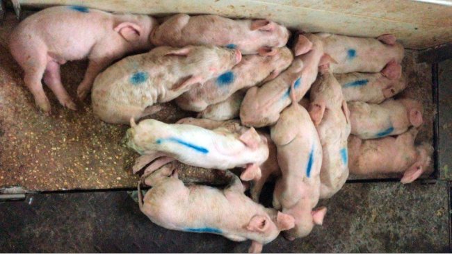 图 1:3日龄仔猪出现黄色水样腹泻;它们非常脏且潮湿。仔猪觉得冷,从而在加热垫上挤作一团。