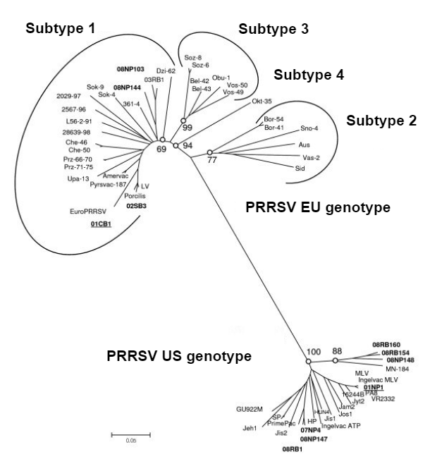 图1：PRRS病毒的系统发育关系，ORF 5序列说明了PRRSV 1型（欧洲基因型）和PRRSV 2型（美国基因型）的遗传差异。资料来源：Amosin，A.，Kedkovid，R.，Puranaveja，S.等人（2009年）