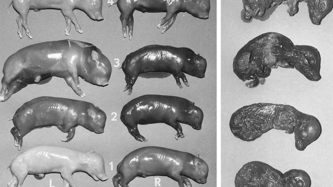 Author: W. L. Mengeling