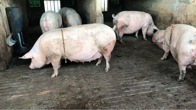 Photo&nbsp;1. Group housing pen for second parity sows. All of them are on the same cycle to facilitate vaccination, with the same program as the gilts.
